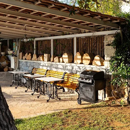The Olive Grove - Sp