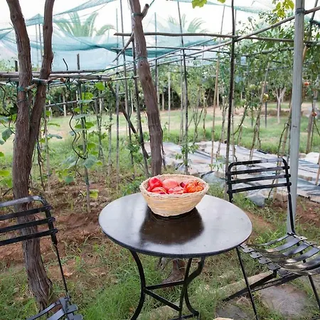The Olive Grove - Sp Kalamata